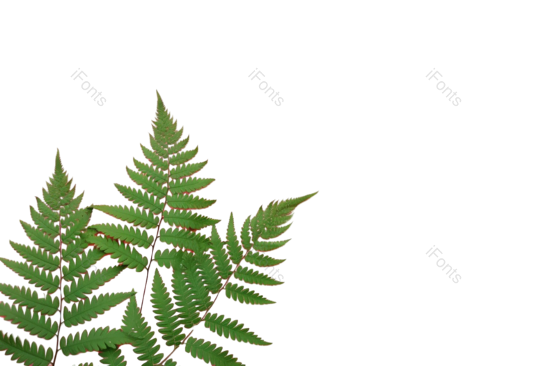 叶子图片,装饰元素,清新PNG,生态环境免抠素材